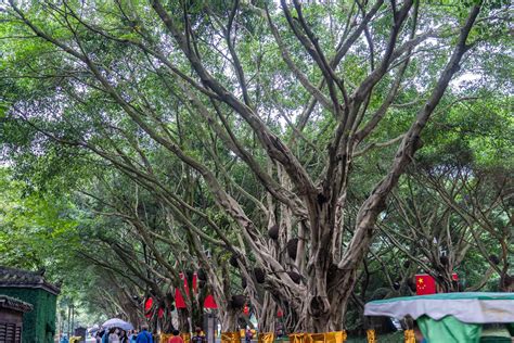 榕樹盆栽風水|榕树盆景风水详解（摆放位置、作用、风水禁忌）